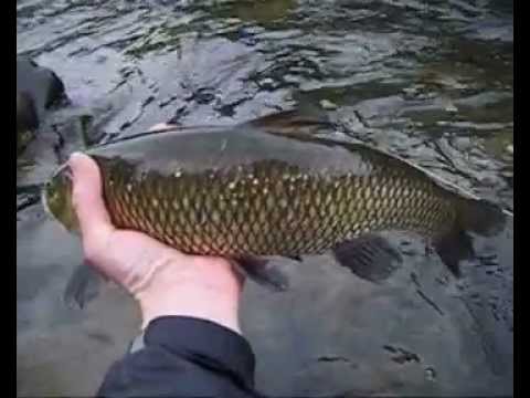 Freshwater video of Brown trout uploaded by Matteo Only Fly Fishing