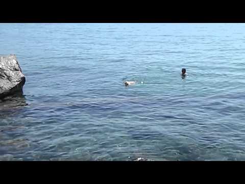 Dog jumps into sea and swims back to the rock