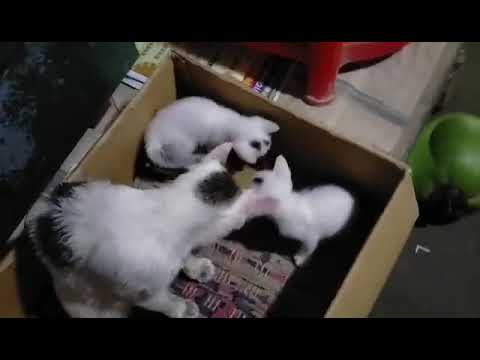 বিড়াল তার বাচ্চাদের কে কি ভাবে লালন-পালন করে,,,,,