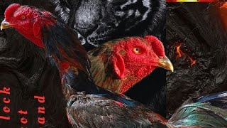 Download lagu Crossbreeding between Pakhoy and Mangon Chickens mp3 Download lagu Crossbreeding between Pakhoy and Mangon Chickens mp3