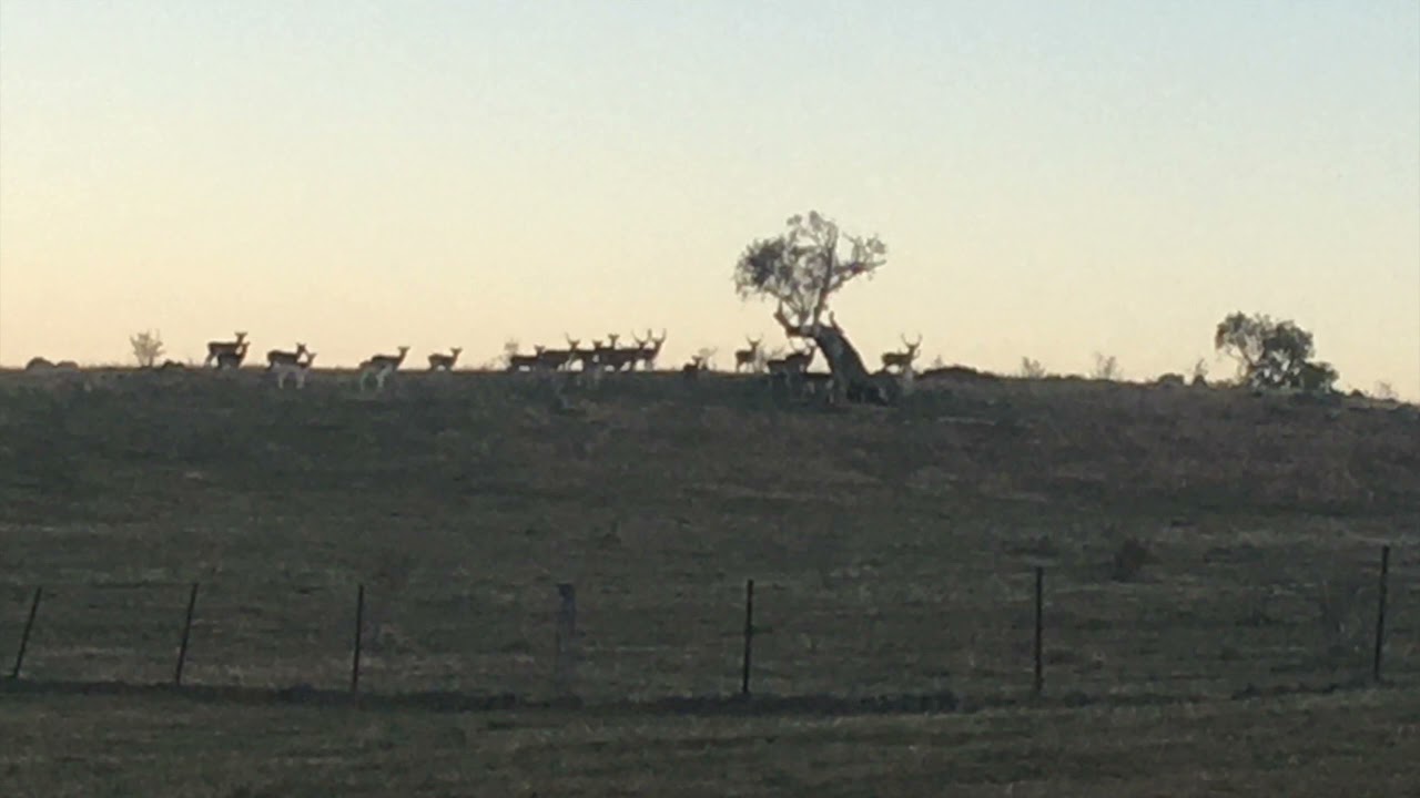 Exclusion fencing to keep feral deer out