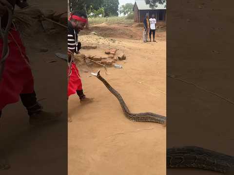 Would you live with snakes like this tribe in Africa? 😳 #shortvideo #travel #africa