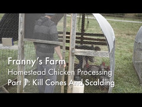 Chicken Processing Part 1 Kill Cones and Scalding