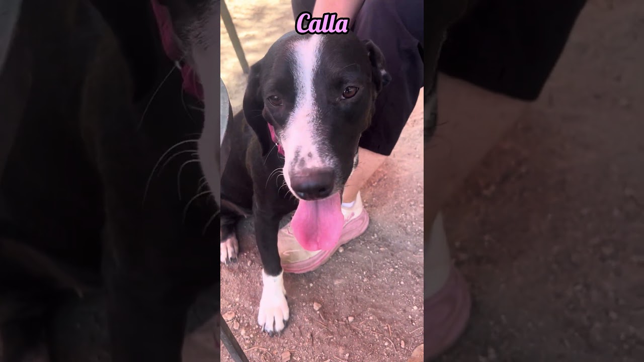 Enlarge Calla, a Adoptable mixed breed in Boerne, TX video 6/6