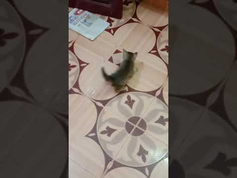 SEE MY CHINNA CAT PLAYING VIDEO