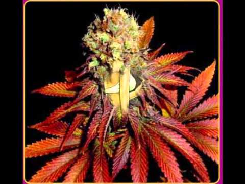 ToXiic- An Ode to Mary