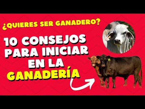 10 CLAVES PARA INICIAR EN LA GANADERÍA / GANADERÍA PARA PRINCIPIANTES / GUÍA PARA GANADEROS