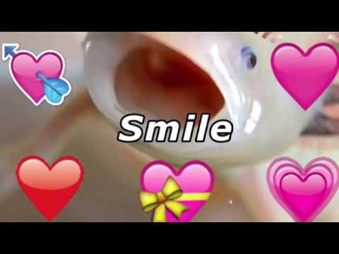 Endangered Species: Axolotl