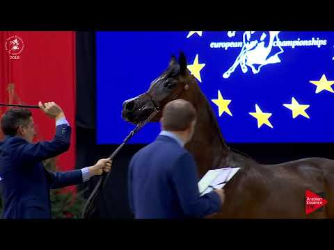 N.54 YAMILA OC - Lier 2018 - 2 Years Old Fillies (Class 3A)