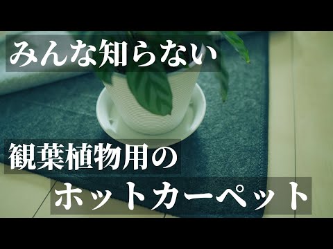 電気なしで冬に温室を暖めるにはどうすればよいですか？環境に優しく安価な 3 つのソリューション  庭園