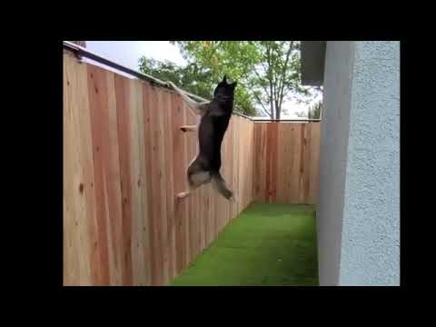 Coyote Rollers
