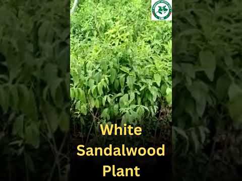 White Sandalwood Plant