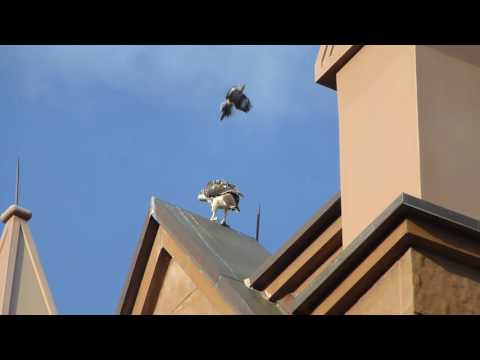 Red-tail hawk fledgling attacked by mockingbird