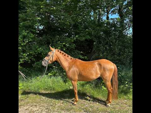 Rancho Di Cabai Bless (GRUYTER'S BRUNO MARS x MESCALERO) - Video 4 video thumbnail