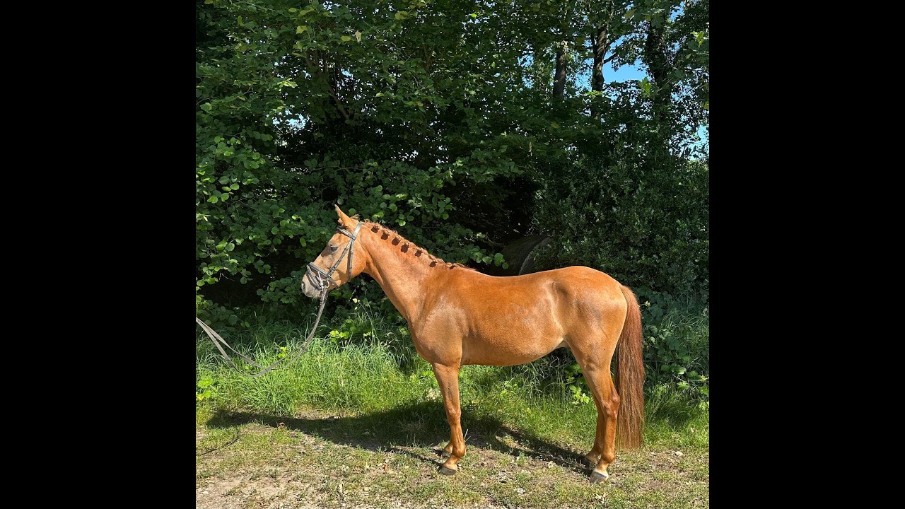 Rancho Di Cabai Bless (GRUYTER'S BRUNO MARS x MESCALERO) video 2