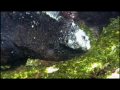 The Marine Iguana
