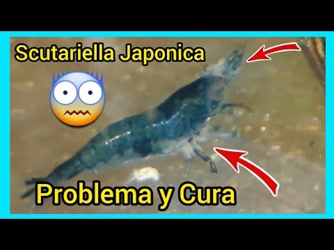 Como #desparasitar una #Gamba utilizando sal 💙 // Scutairella Japonica