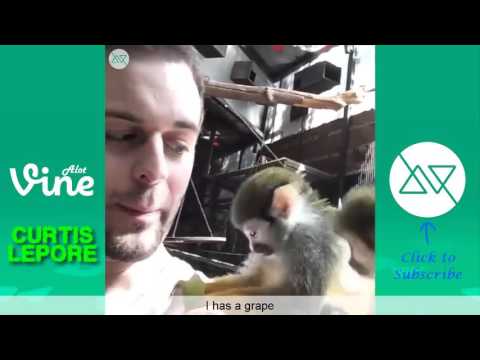 NEW Curtis Lepore Vine Compilation 2015 w/Titles | Best of Curtis Lepore Vines | AlotVines ✔
