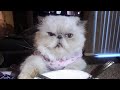 😂 Funniest Cats and Dogs Videos 😺🐶 || 🥰😹 Hilarious Animal Compilation №362