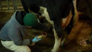 preview picture of video 'How Do You Milk A Cow'
