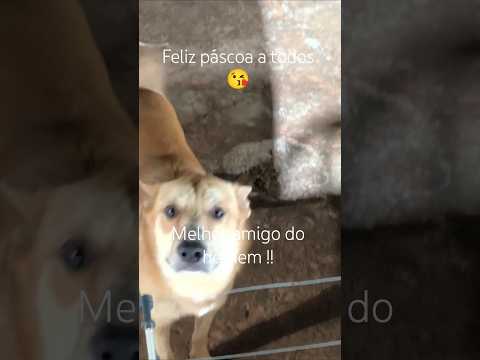Chácara em Guaraci/PR