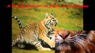 Seigneur Tigre