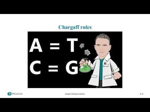 Lecture DNA structure discovery