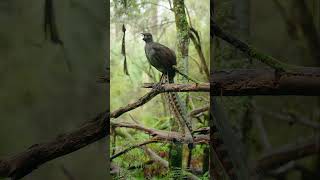 Download lagu Superb Lyrebird singing into the forest to attract a mate #lyrebird #superblyrebird #bird #nature mp3