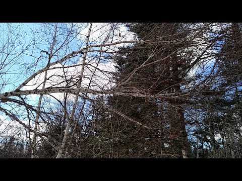 White Birch Tree that has Fallen Sideways from the Winter Season