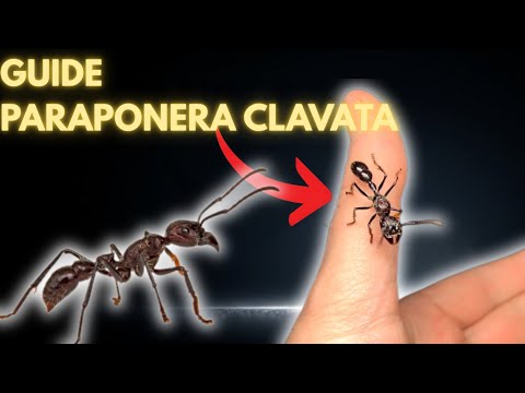 How to Care for Paraponera Clavata (Bullet Ant) in Captivity ? (Full Guide)