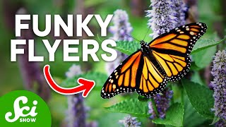 Unexpectedly Good Fliers (And How They Do It)