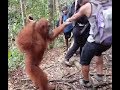 Held Hostage by an Orangutan at BukitLawang Jungle
