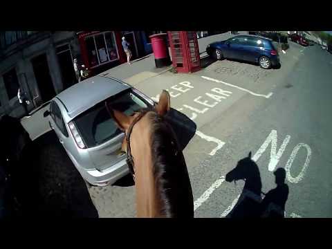 Arabian Horse Goes to a Scary Town 🐴