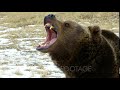 A Grizzly Bear Growling And Snarling