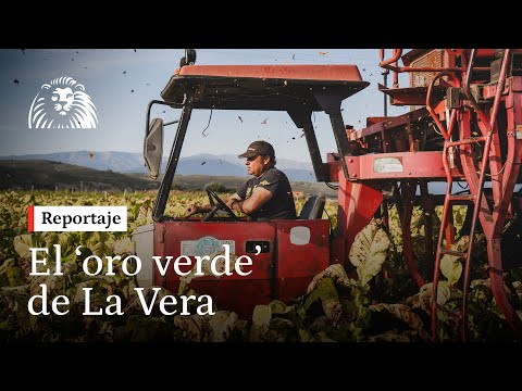 Tabaco en rama, el ‘oro verde’ de la comarca extremeña de La Vera