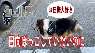 【シェルティ】日向ぼっこしていたいのに【フランス田舎暮らし🇫🇷】#犬の散歩 #賢い犬 #犬のいる暮らし #マイペースな犬
