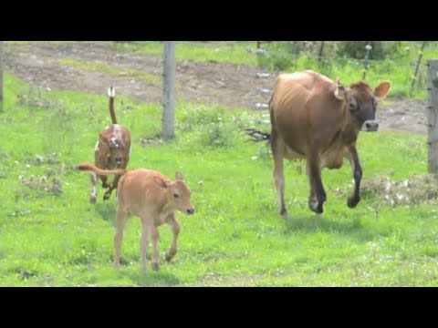 Love Seeing Animals When They Are Happy?