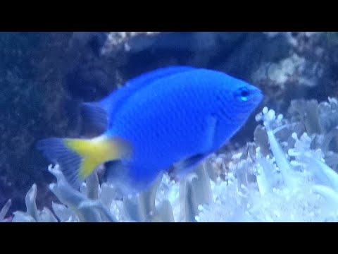 Facts: The Yellowtail Blue Damselfish
