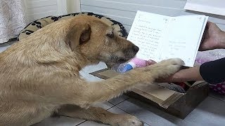 The Shelter Refuses To Let A Dog Go And A Woman s Heart Breaks When She Sees His Paws