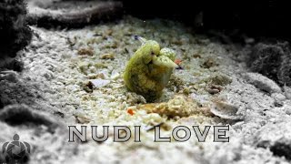 Nudi Love: strange Mating rituals for an even stranger creature the nudibranch