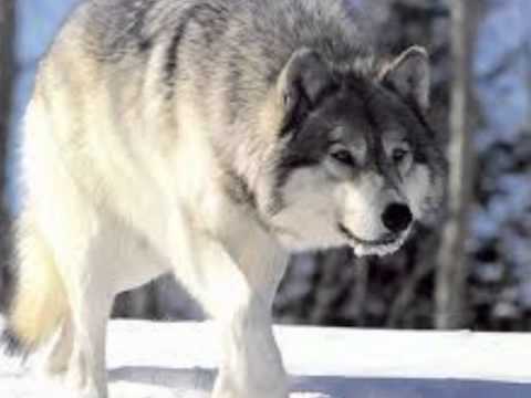 Video thumbnail for Run with the Wolf