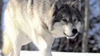 Rainbow - Run With The Wolf