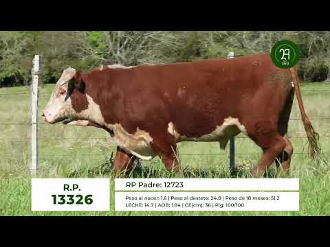 RP 13326 TORO HEREFORD