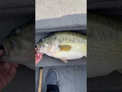 7.06lb bass on the 6” Boomer Swimbait from Tacklehead Fishing.