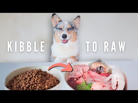 How To Switch Your Dog To A Raw Diet | The Ultimate Guide
