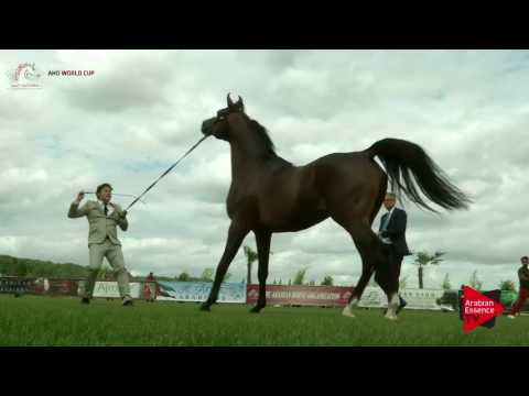 N.54 MANSOUR AL JALAWIYAH - Chantilly 2017 World Cup - 4/6 Years Old Stallions (Class 9)