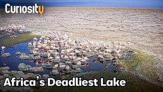 CuriosityStream The Toxic Lake Where Life Thrives | Curiosity Stream