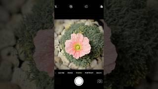 2025年も #モンソニアペニクリナ にどっぷりハマります♨️