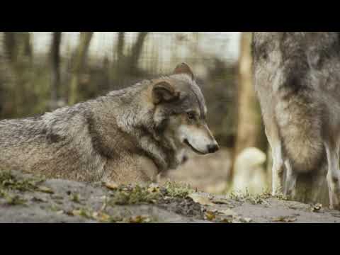 Ralf Schollenberger - Hermano Lobo (Official Video) I A SONG ABOUT BEING PART OF NATURE