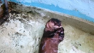 preview picture of video '回転するカナダカワウソ (2012/8/13 釧路市動物園)'